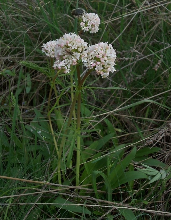 Image of Valeriana tuberosa specimen.