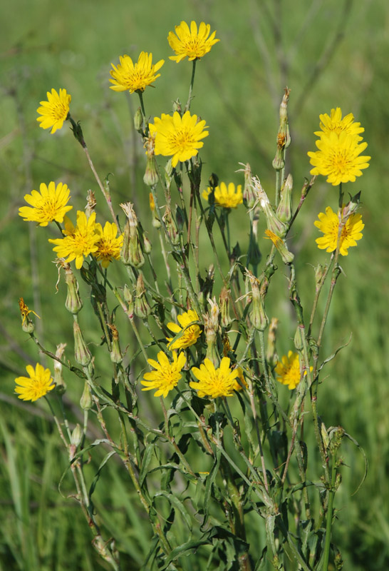 Image of Tragopogon podolicus specimen.