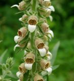 Digitalis lanata. Часть соцветия. Москва, БС МГУ. 24.06.2011.