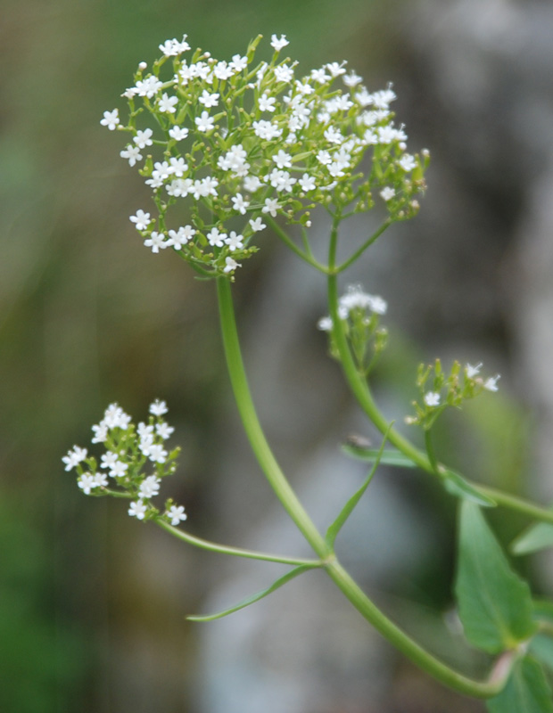 Image of Valeriana montana specimen.