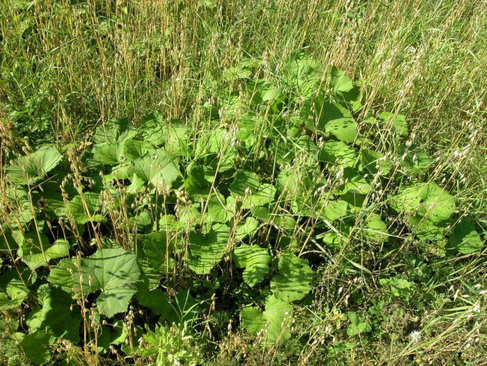 Image of Tussilago farfara specimen.