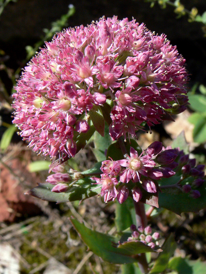 Изображение особи Hylotelephium triphyllum.