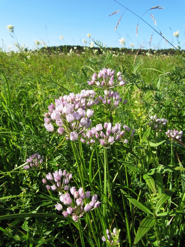 Image of Allium angulosum specimen.