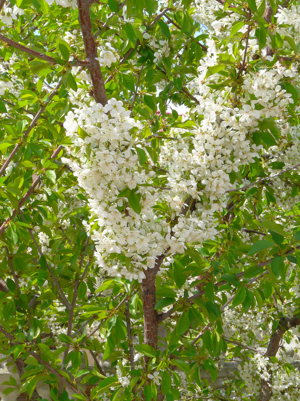 Image of Cerasus avium specimen.