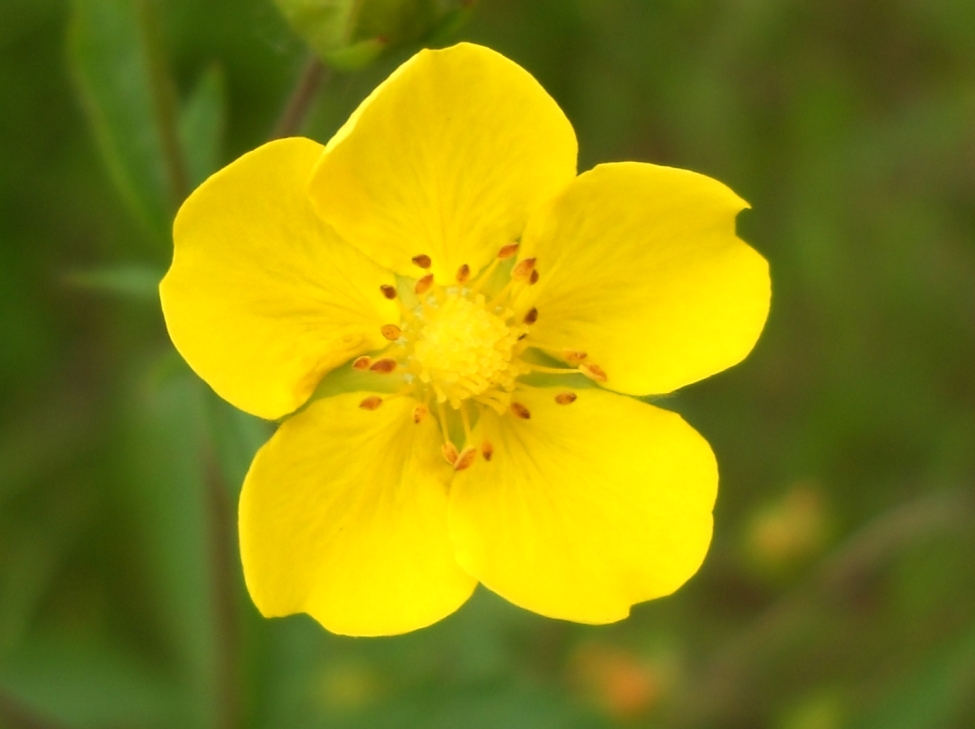 Image of genus Potentilla specimen.