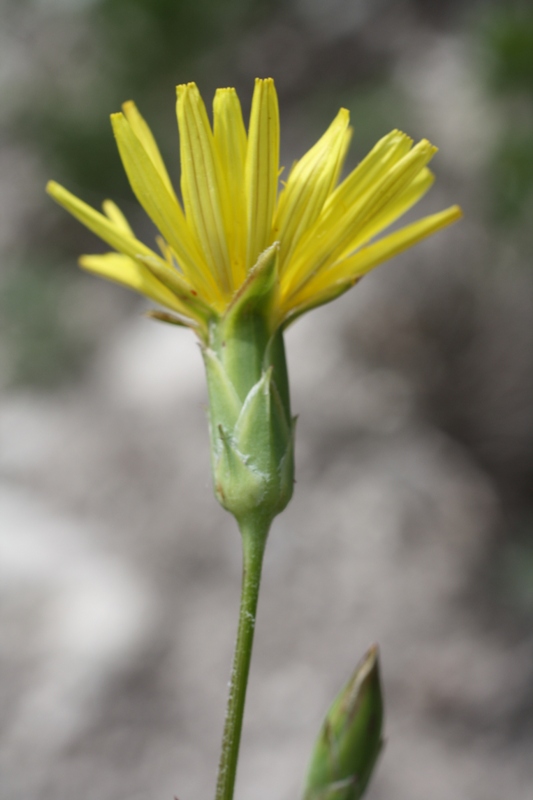 Image of Scorzonera taurica specimen.