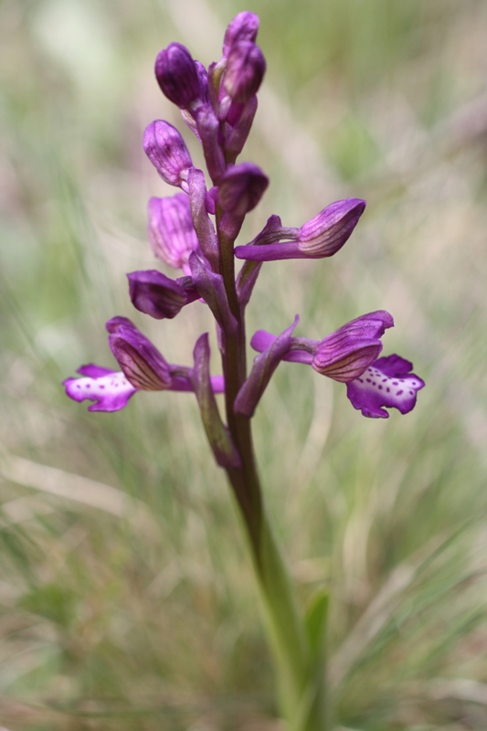 Изображение особи Anacamptis morio ssp. caucasica.