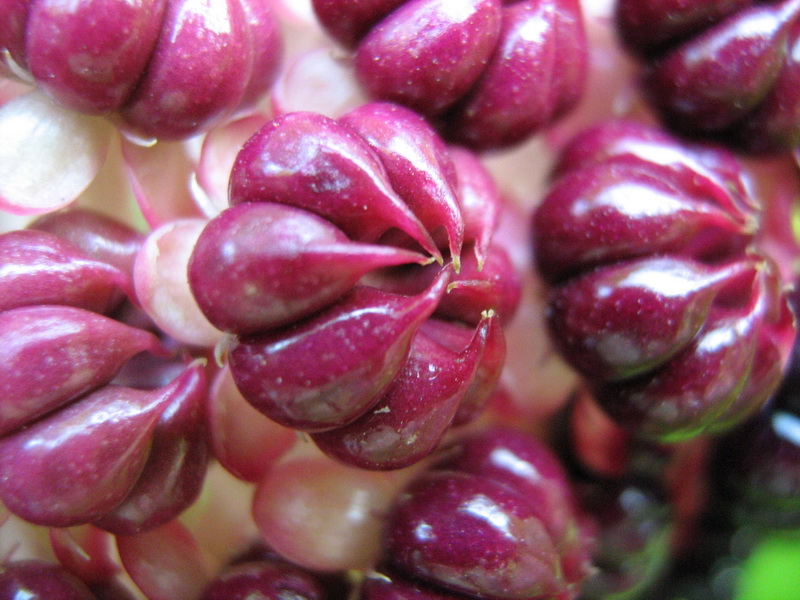 Image of Phytolacca acinosa specimen.