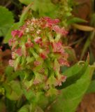 Rumex aeroplaniformis