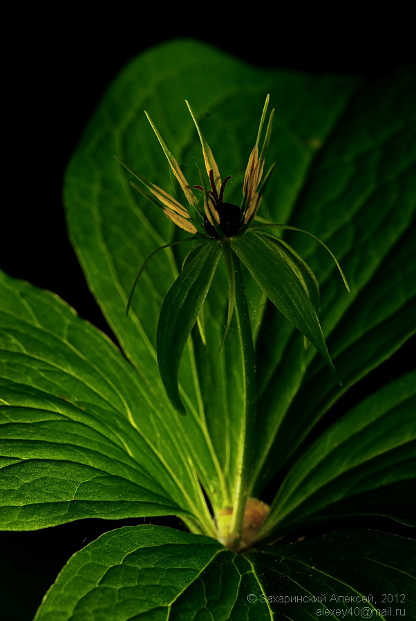 Изображение особи Paris quadrifolia.