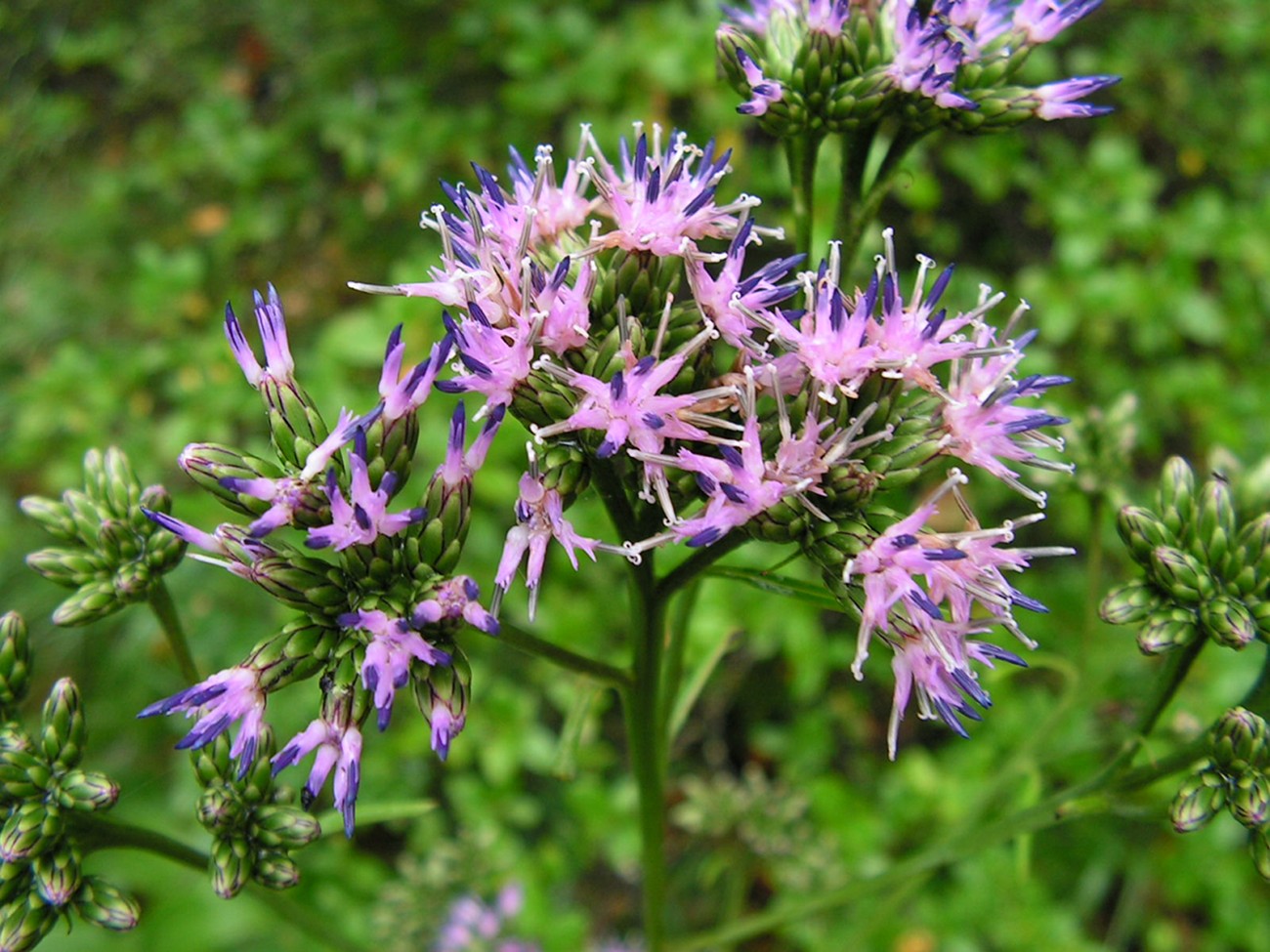 Image of Saussurea triangulata specimen.