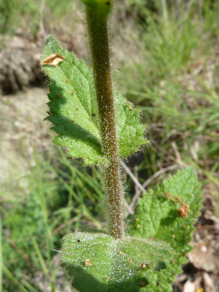 Image of Verbascum spectabile specimen.