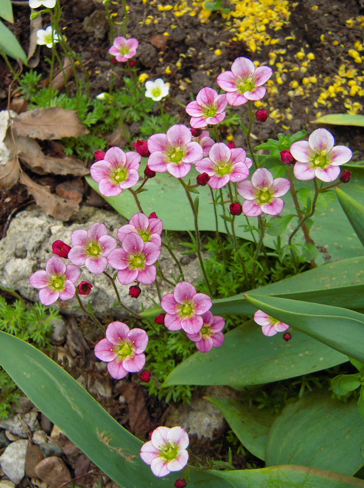 Изображение особи Saxifraga &times; arendsii.