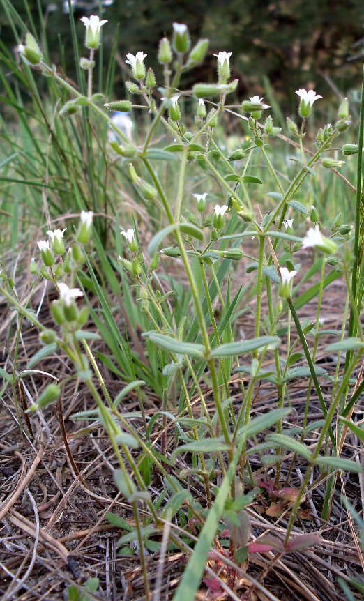 Image of Cerastium pseudobulgaricum specimen.