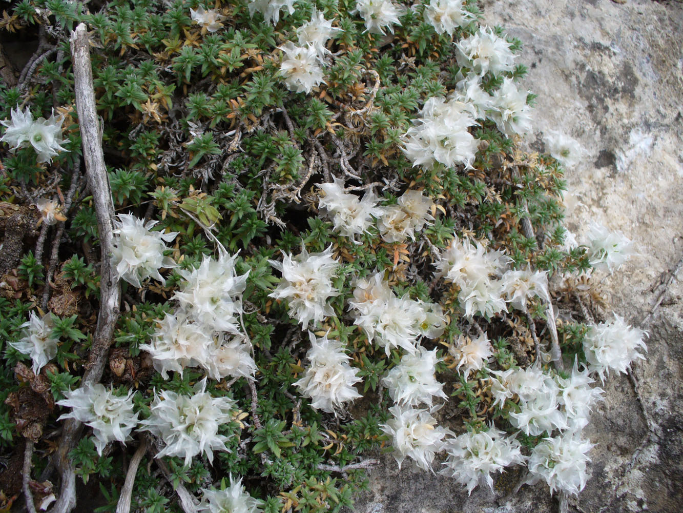 Image of Paronychia pontica specimen.