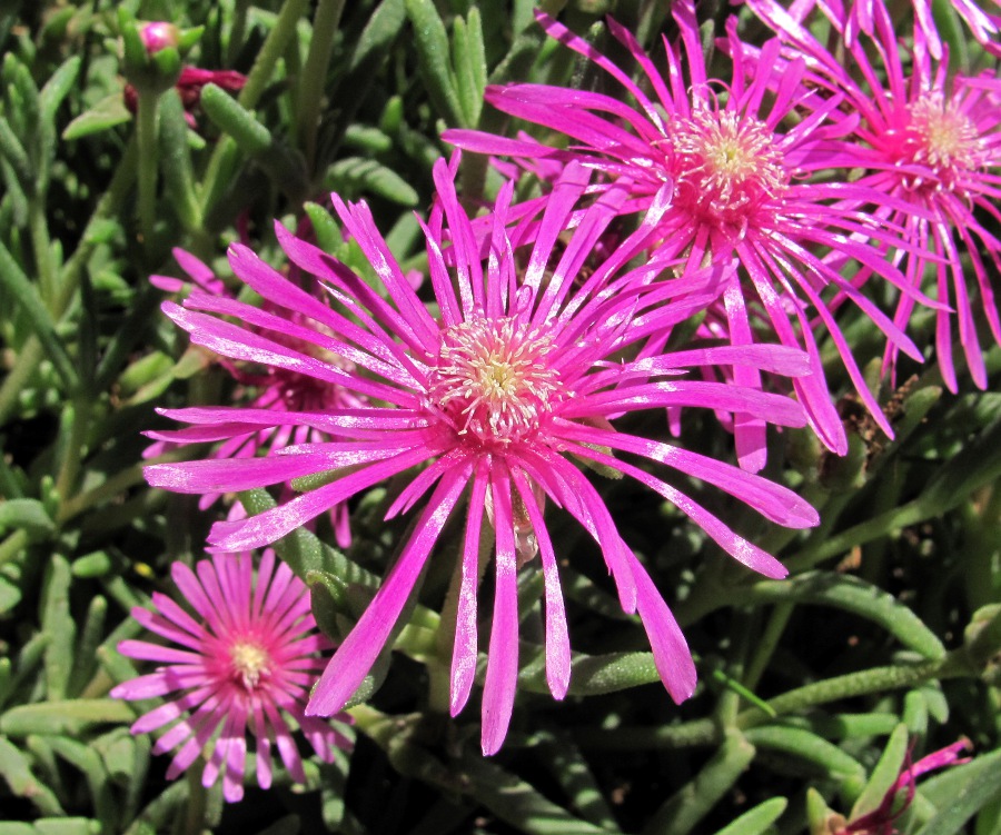 Image of familia Aizoaceae specimen.