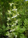 View full-size image Platanthera densa