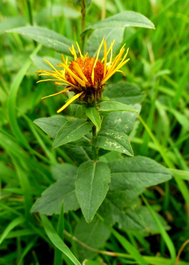 Image of genus Inula specimen.