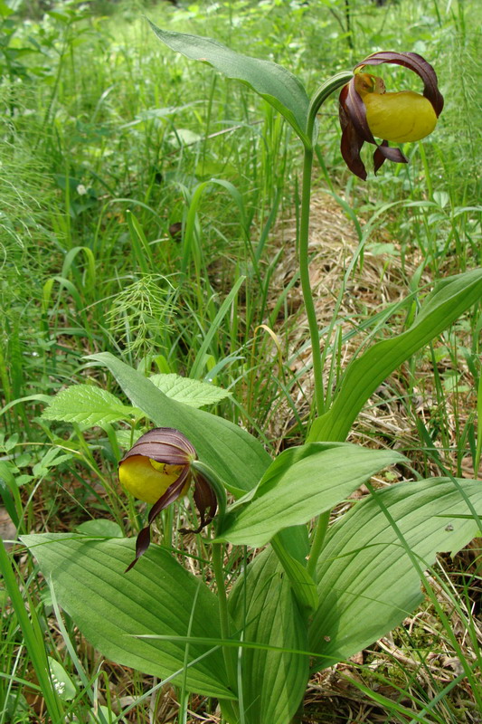 Изображение особи Cypripedium calceolus.