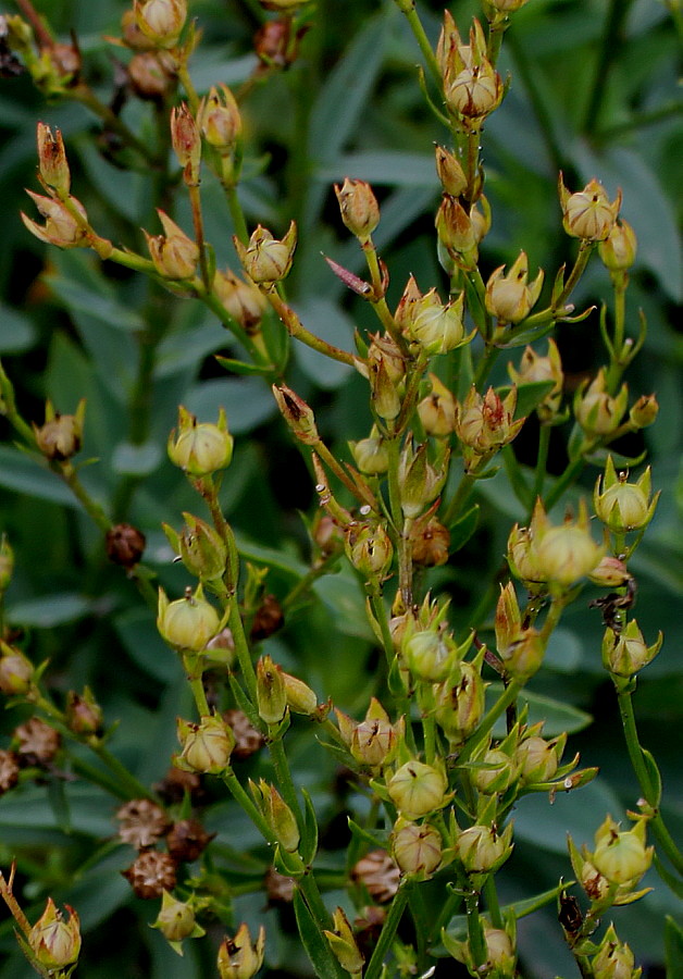 Image of Linum flavum specimen.