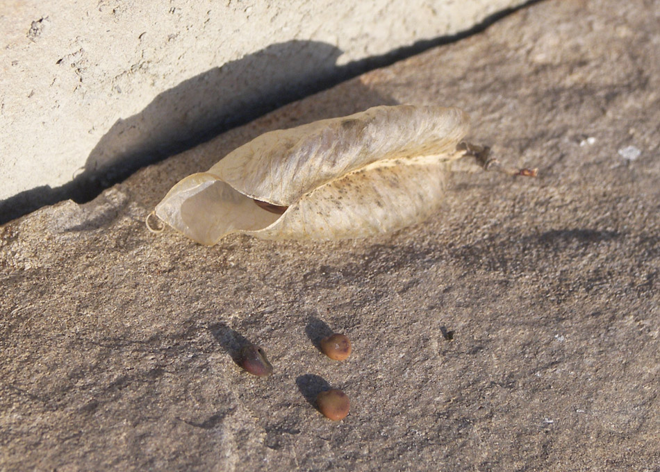 Image of Colutea komarovii specimen.