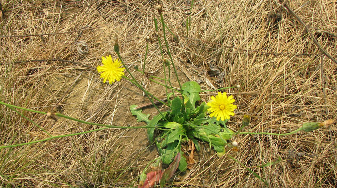 Image of Hypochaeris radicata specimen.