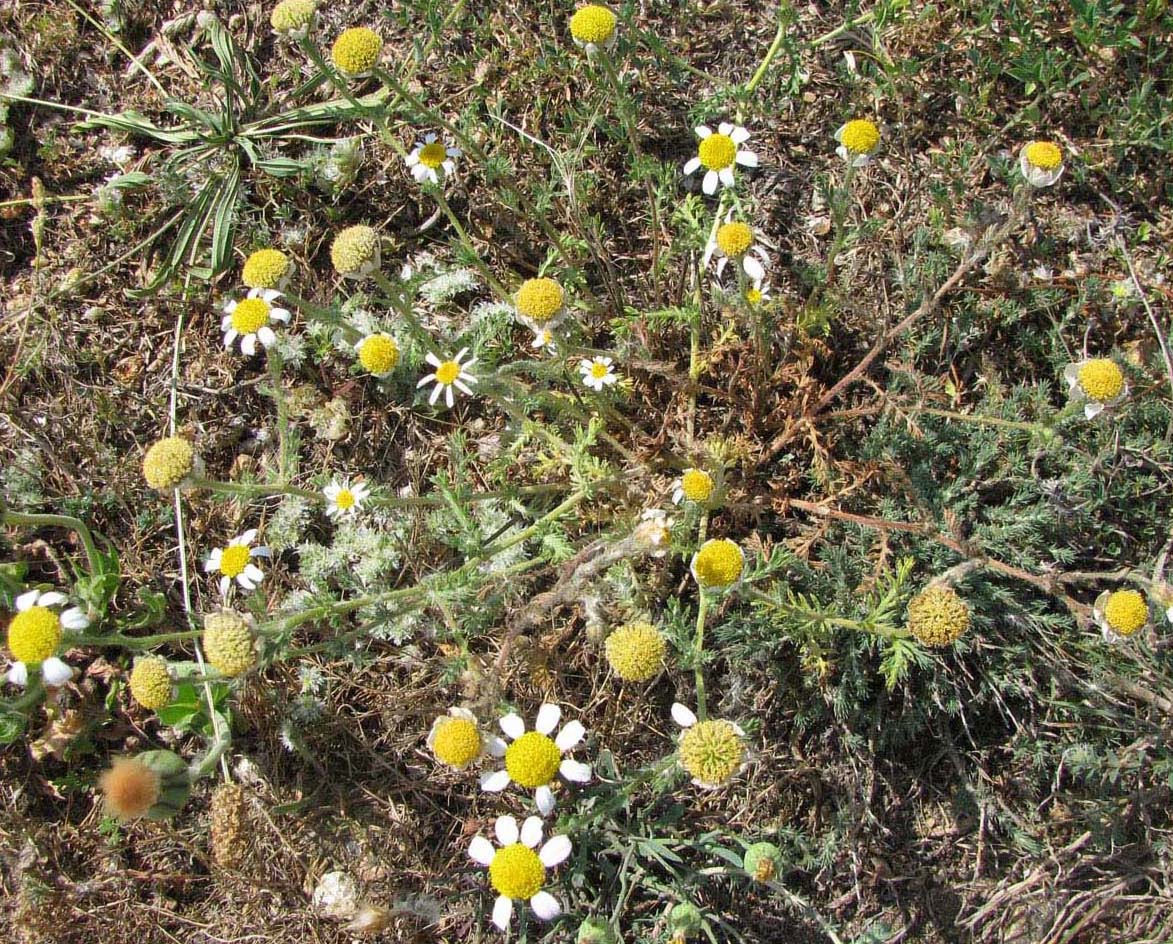 Image of familia Asteraceae specimen.