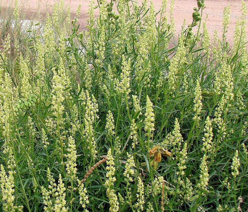 Image of Reseda lutea specimen.