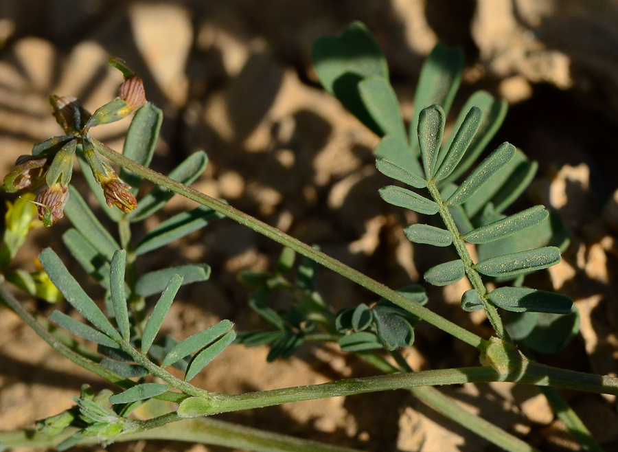 Image of Hippocrepis areolata specimen.