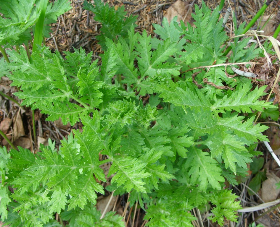 Image of genus Artemisia specimen.