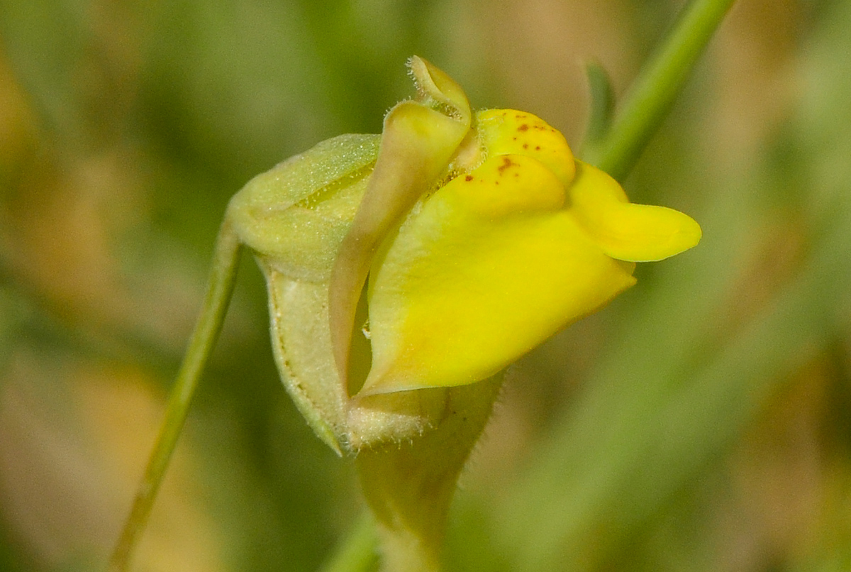 Image of Kickxia scoparia specimen.