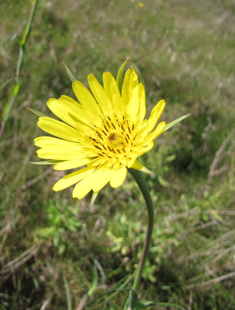 Image of Tragopogon orientalis specimen.