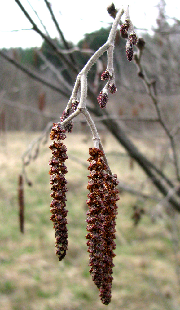 Image of Alnus incana specimen.