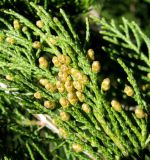 Juniperus sabina