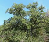 Quercus pubescens. Взрослое дерево. Южный берег Крыма, мыс Никитин. 22.05.2013.