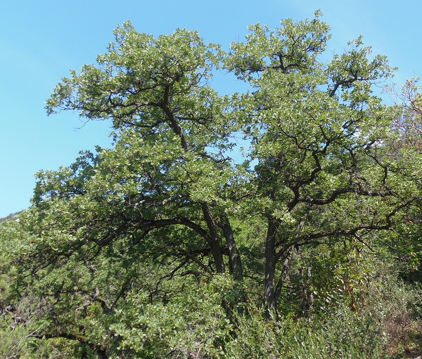 Image of Quercus pubescens specimen.