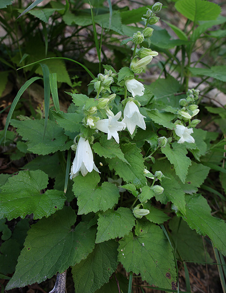 Image of Campanula alliariifolia specimen.