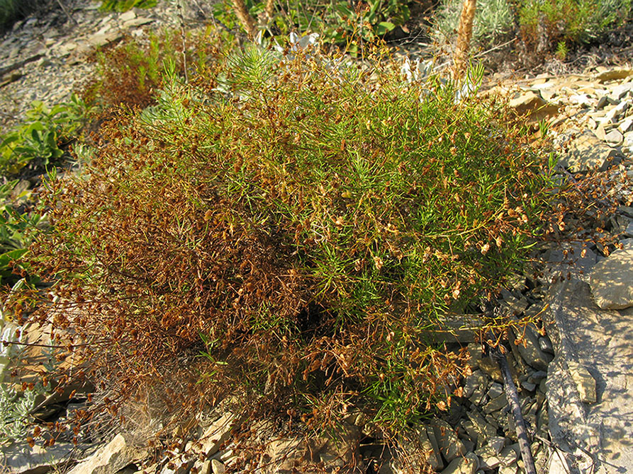 Image of Veronica filifolia specimen.