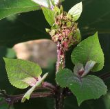 Clerodendrum bungei. Верхушка веточки с развивающимся соцветием и боковыми побегами. Германия, г. Krefeld, Ботанический сад. 25.07.2013.