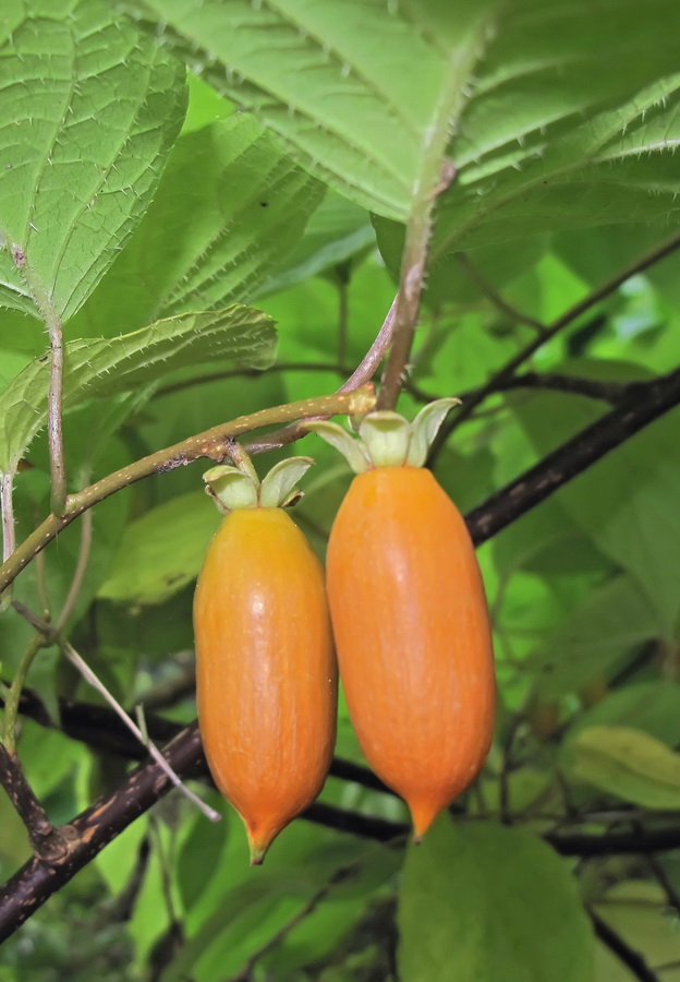 Image of Actinidia polygama specimen.