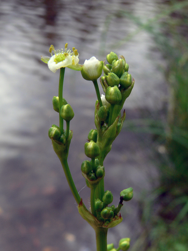 Image of Alisma plantago-aquatica specimen.