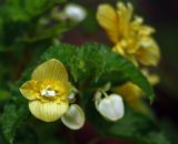 Begonia × tuberhybrida