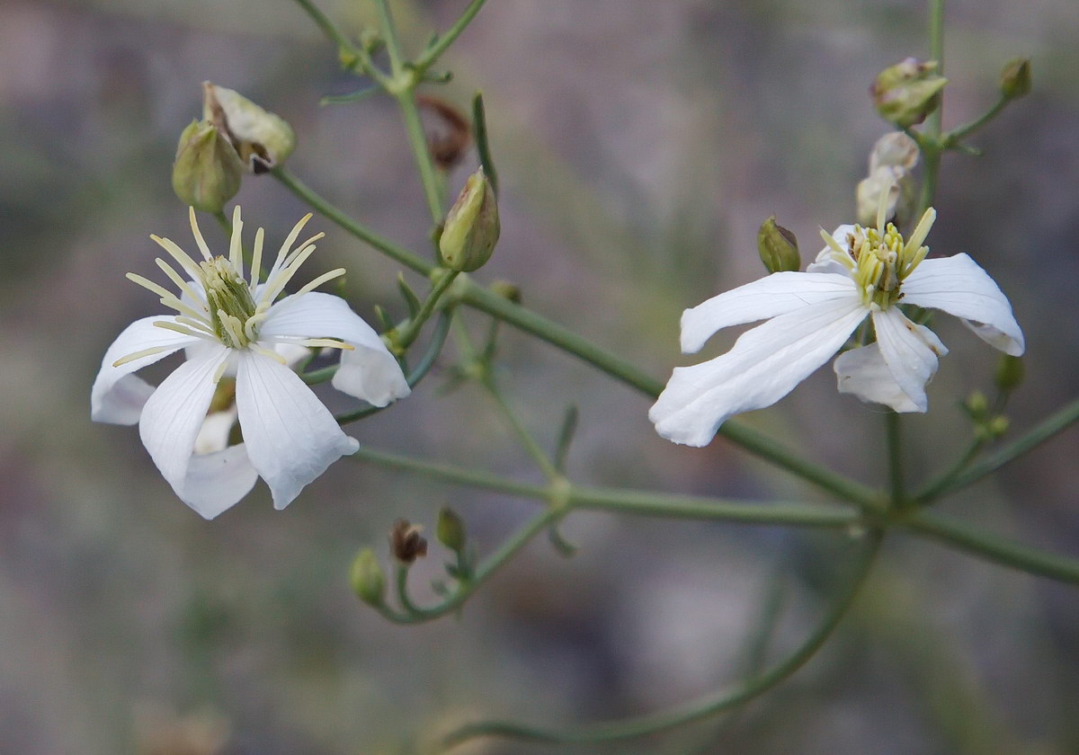 Image of Clematis songorica specimen.