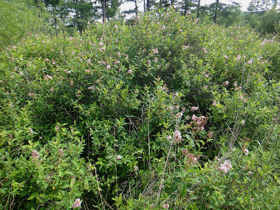 Image of Spiraea salicifolia specimen.