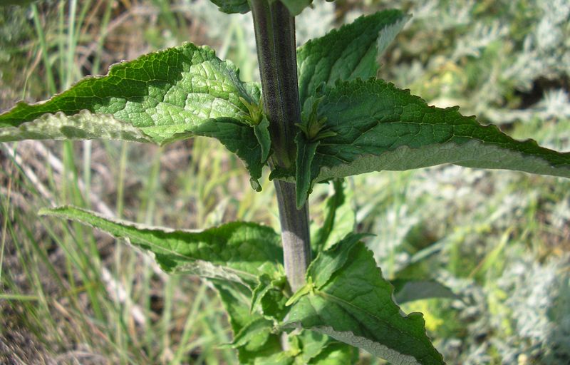 Image of Campanula &times; spryginii specimen.