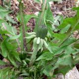 род Taraxacum