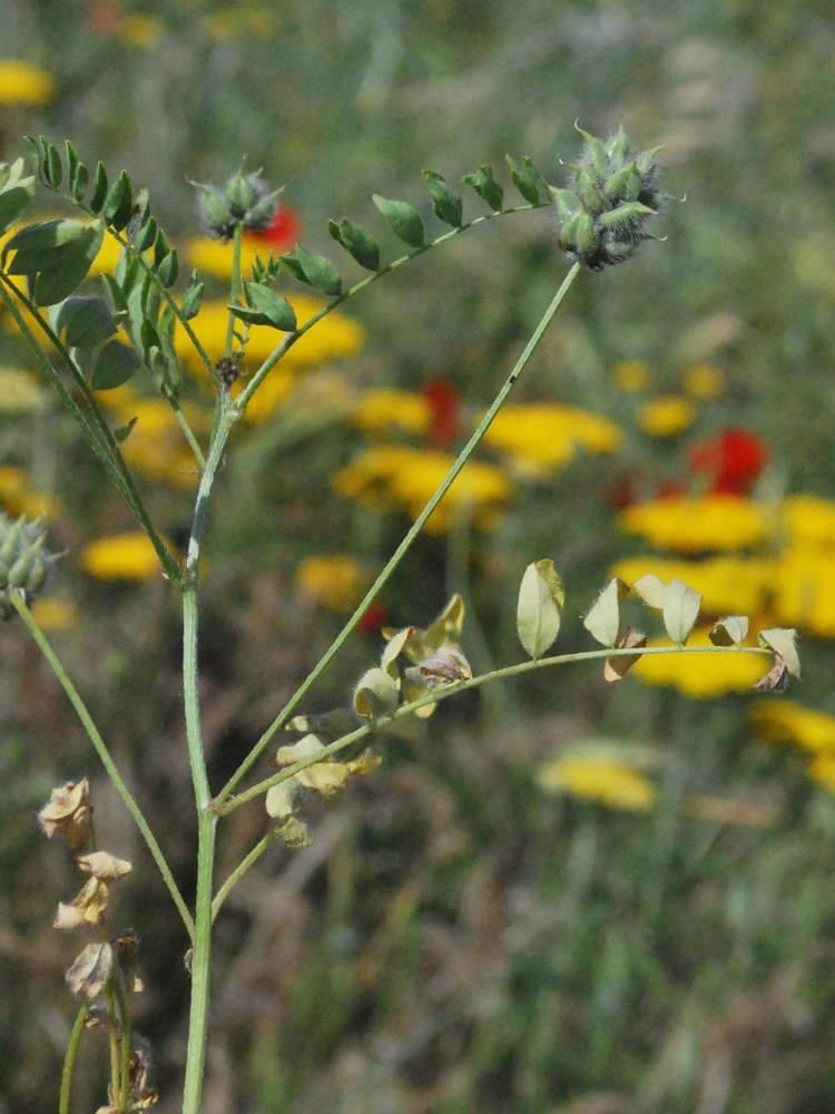 Image of Astragalus filicaulis specimen.