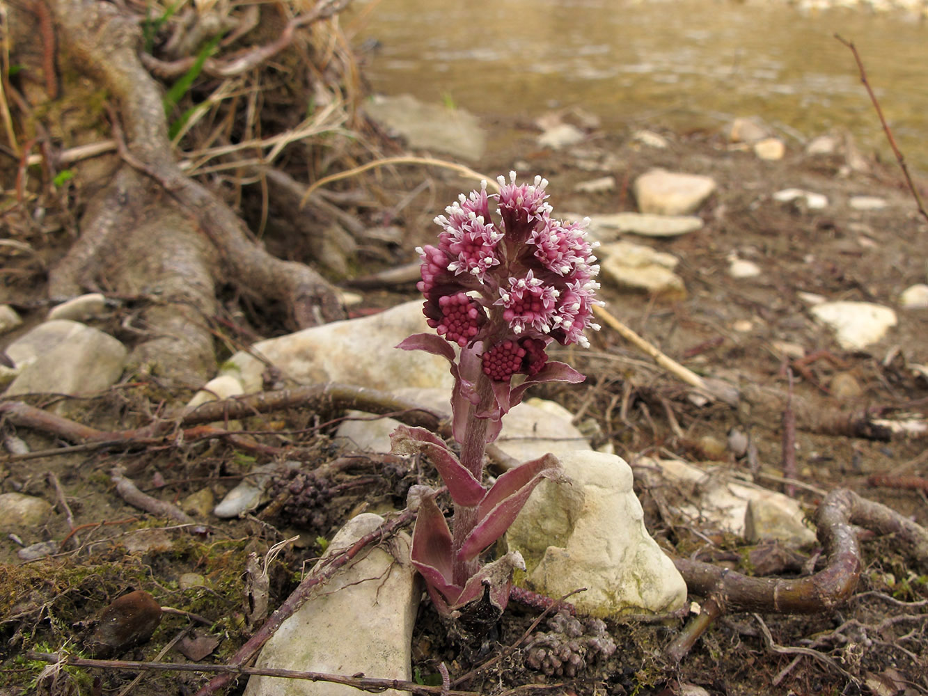 Image of Petasites hybridus specimen.