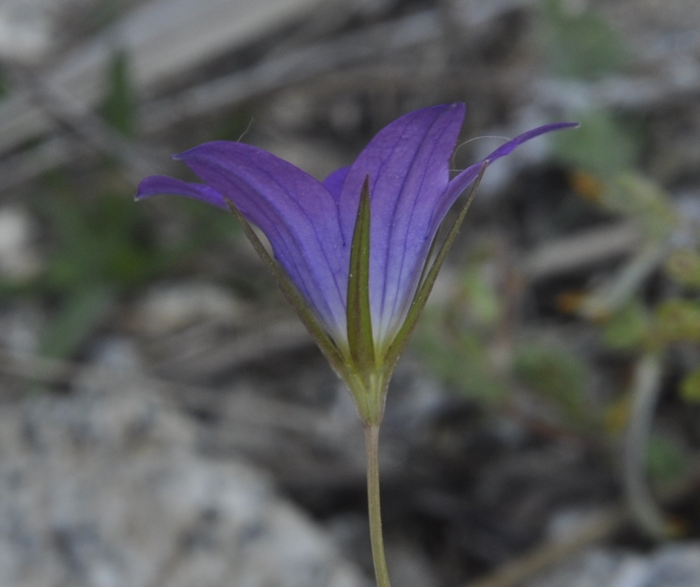 Изображение особи род Campanula.