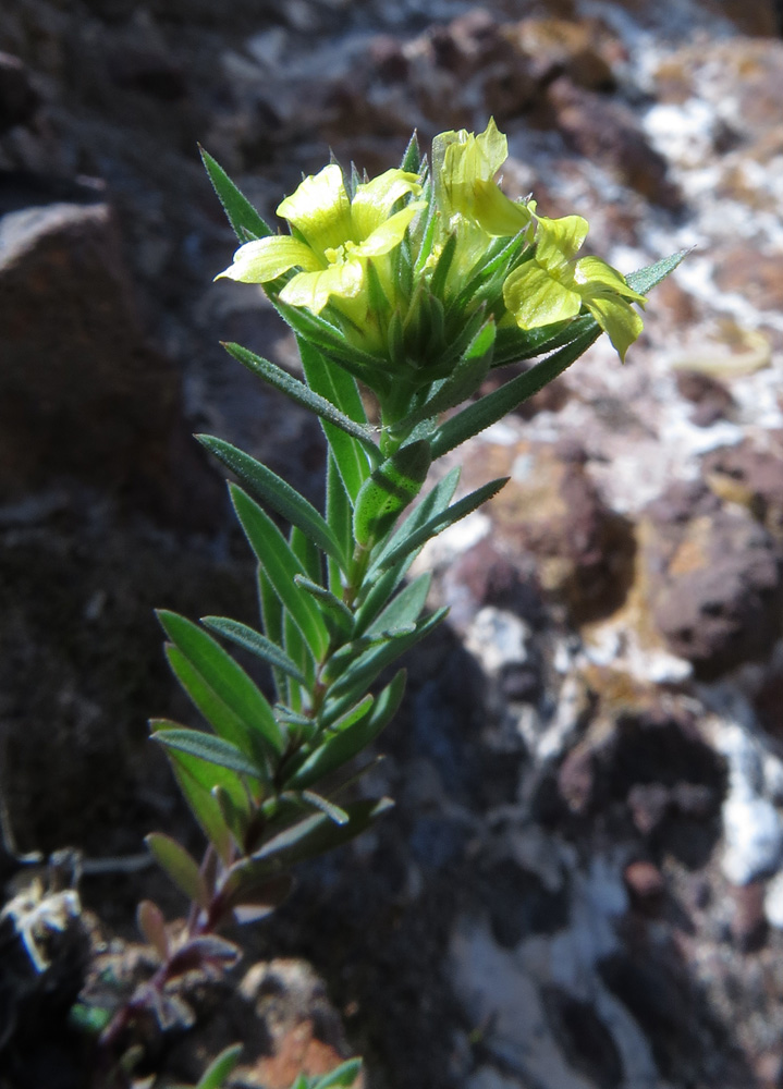 Изображение особи Linum strictum.